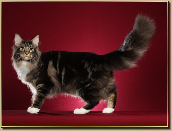 YukonJack
