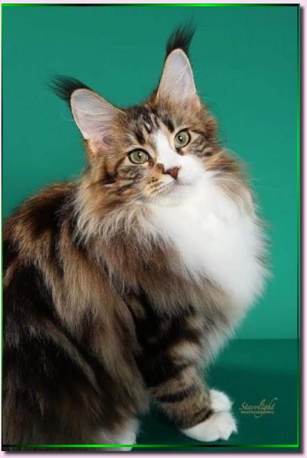 Mainesuspect Rockin the Casbah of Cascademtn