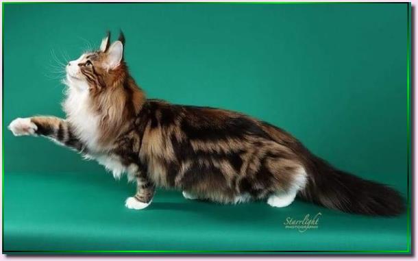 Mainesuspect Rockin the Casbah of Cascademtn