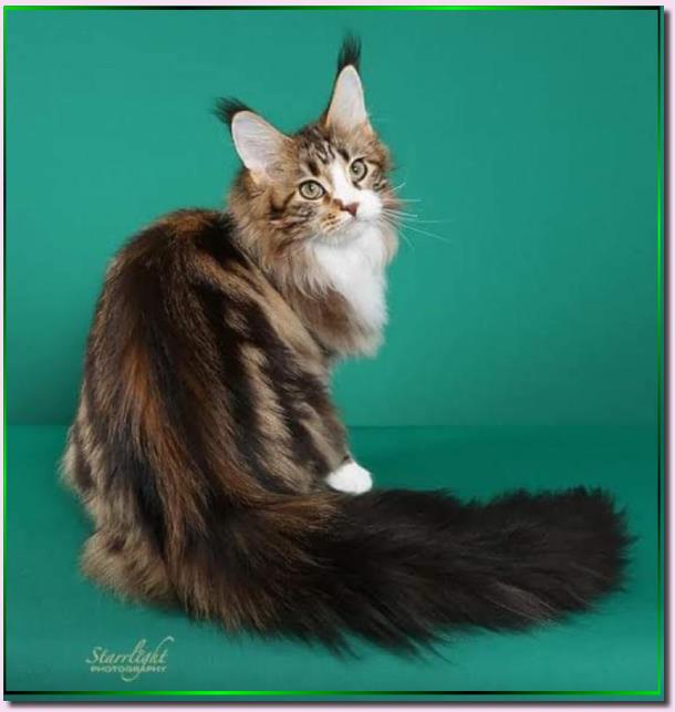 Mainesuspect Rockin the Casbah of Cascademtn