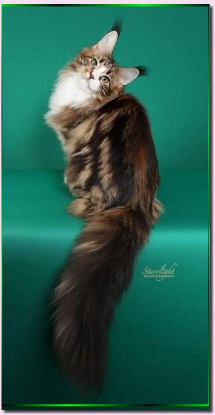 Mainesuspect Rockin the Casbah of Cascademtn