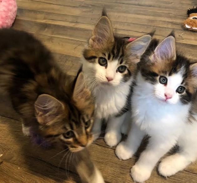 maine coon kittens