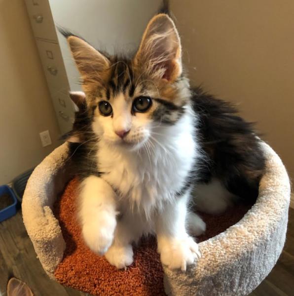 maine coon kittens