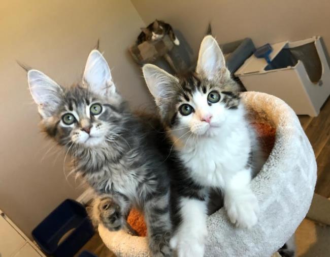 maine coon kittens