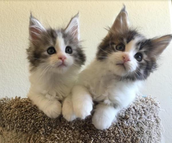 maine coon kittens