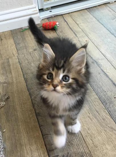 maine coon kittens