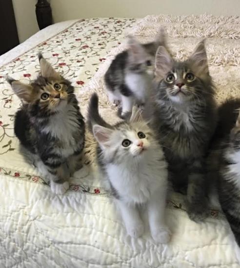 maine coon kittens