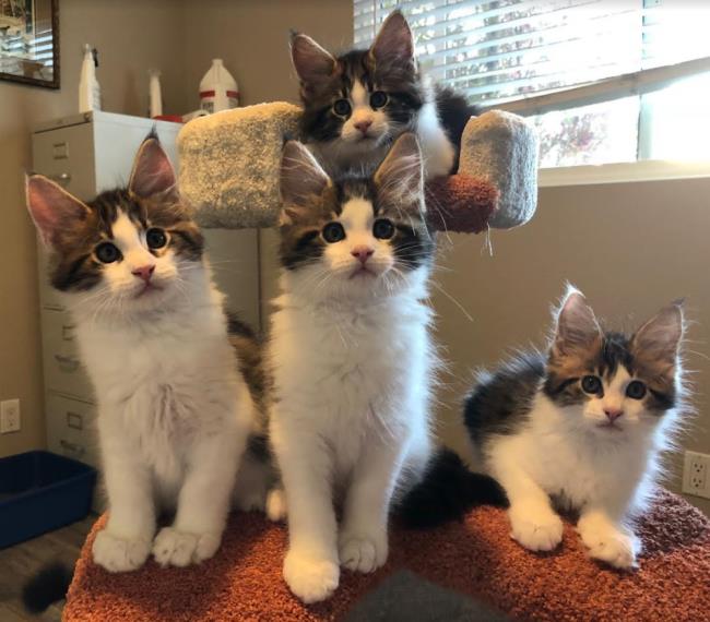 2018 kittens