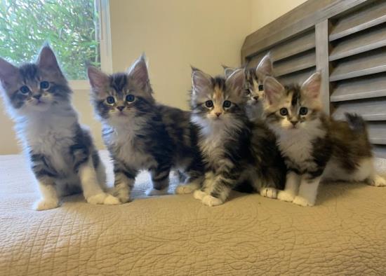 2020 kittens