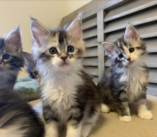 2020 kittens