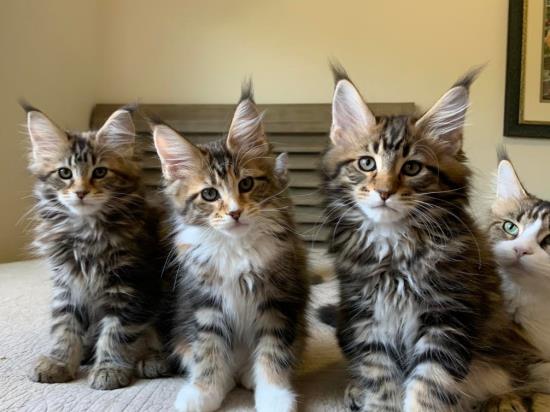 2020 kittens