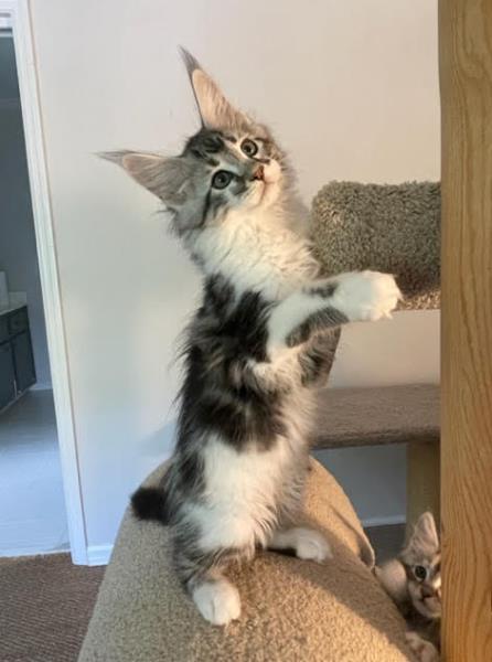 Maine Coon Kittens