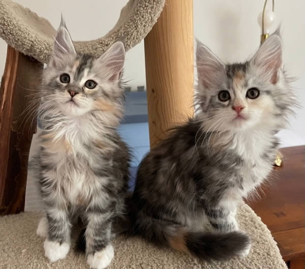 Maine Coon Kittens