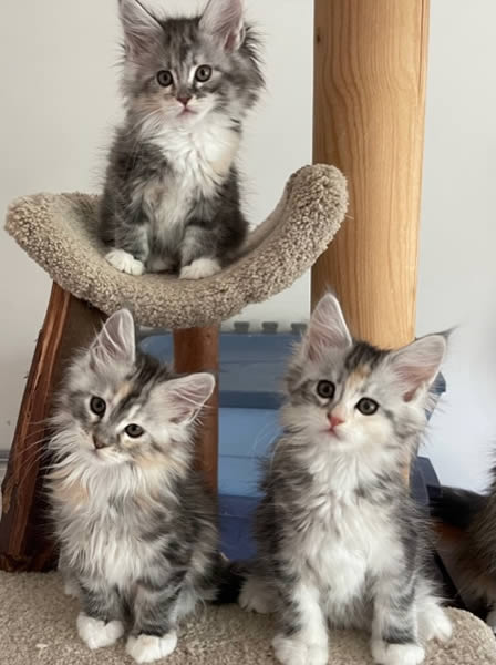 Maine Coon Kittens