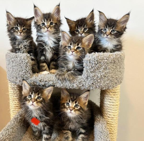 june Maine Coon Litter