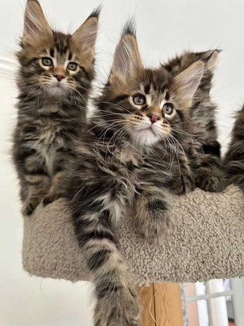 june Maine Coon Litter