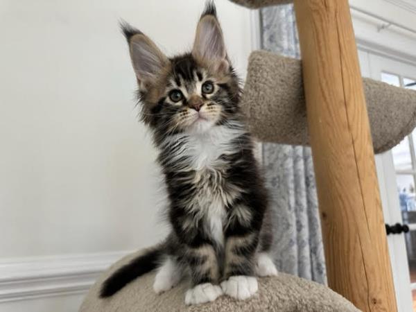 june Maine Coon Litter