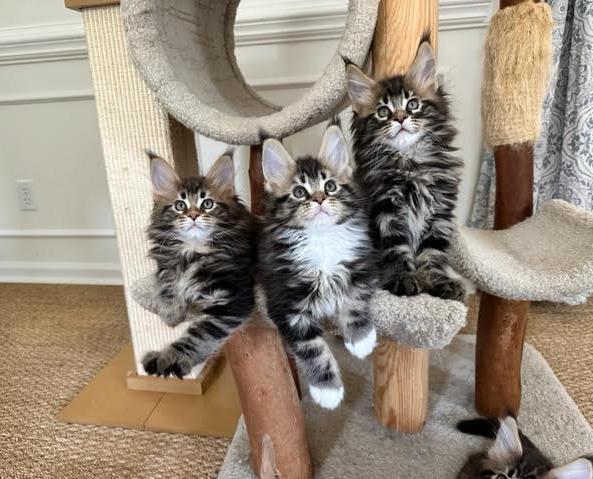 june Maine Coon Litter