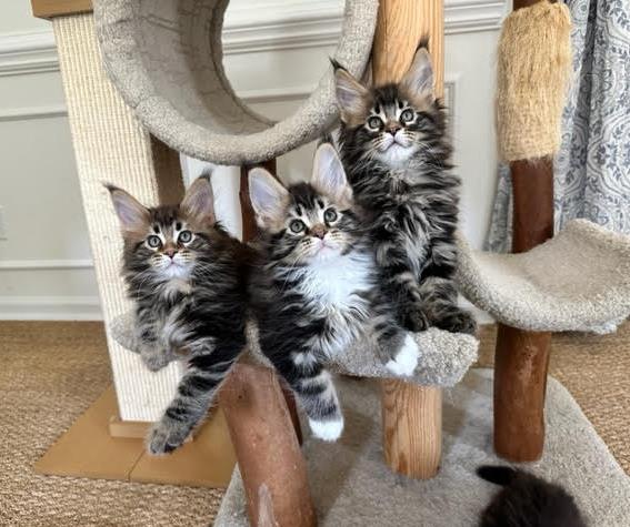 june Maine Coon Litter