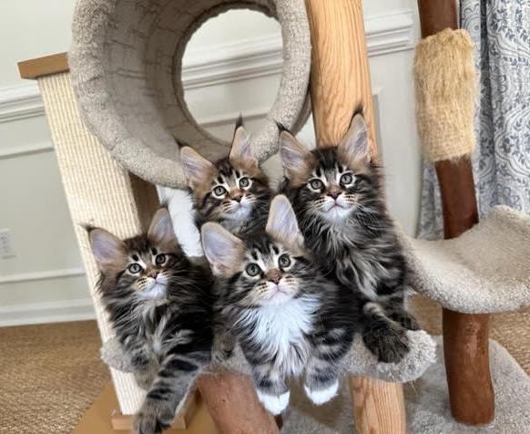 june Maine Coon Litter