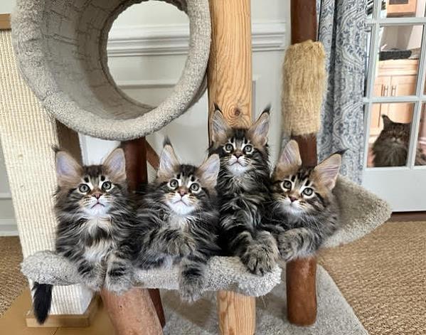 june Maine Coon Litter