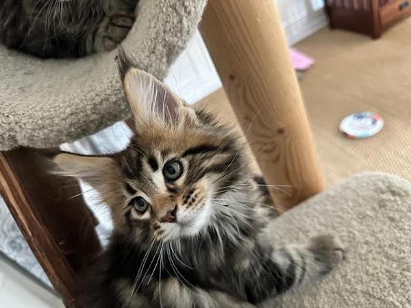 june Maine Coon Litter