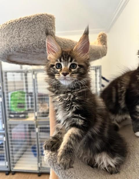 june Maine Coon Litter