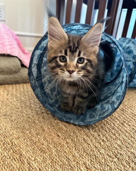 june Maine Coon Litter