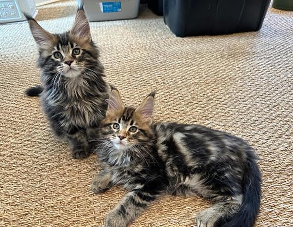 june Maine Coon Litter