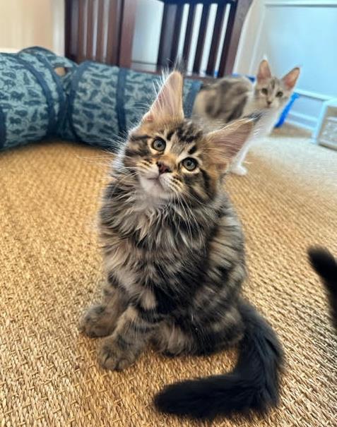 june Maine Coon Litter