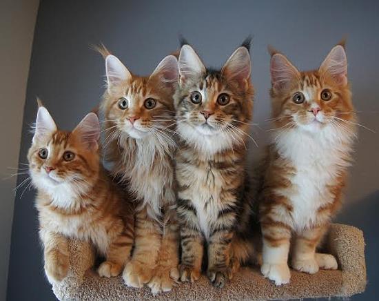 kittens