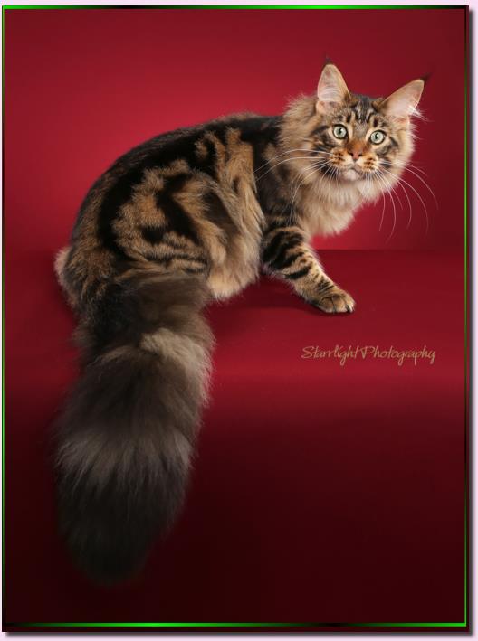 Maine Coon Cat