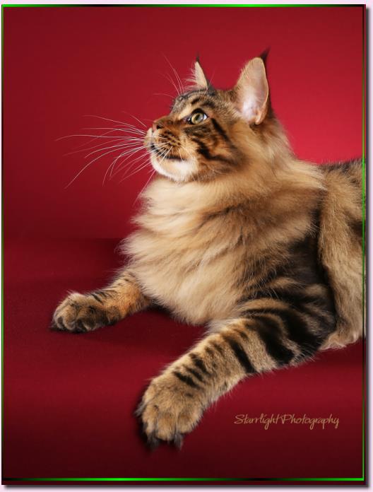 Maine Coon